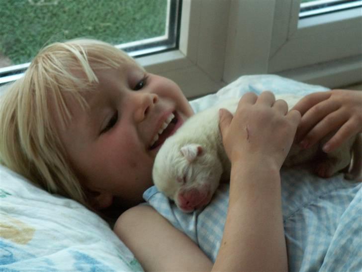 Ida og boxerhvalpe billede 65