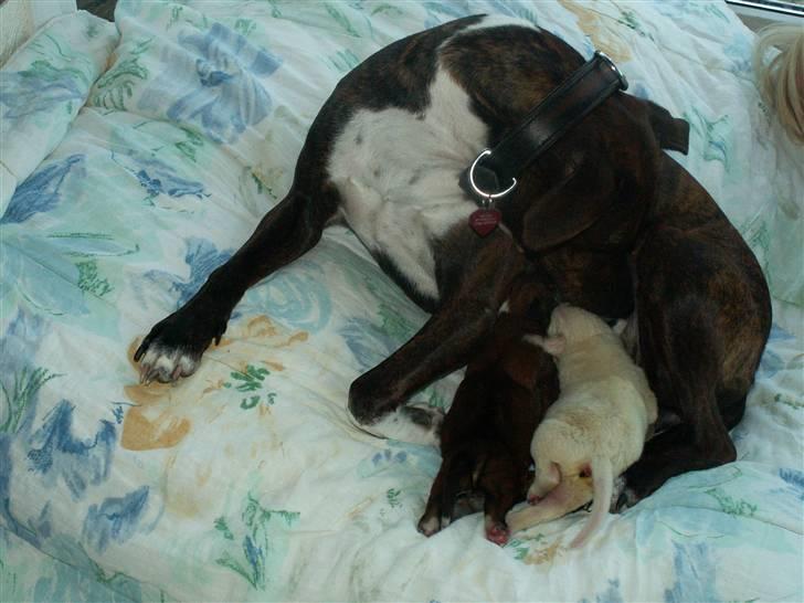 Ida og boxerhvalpe billede 10