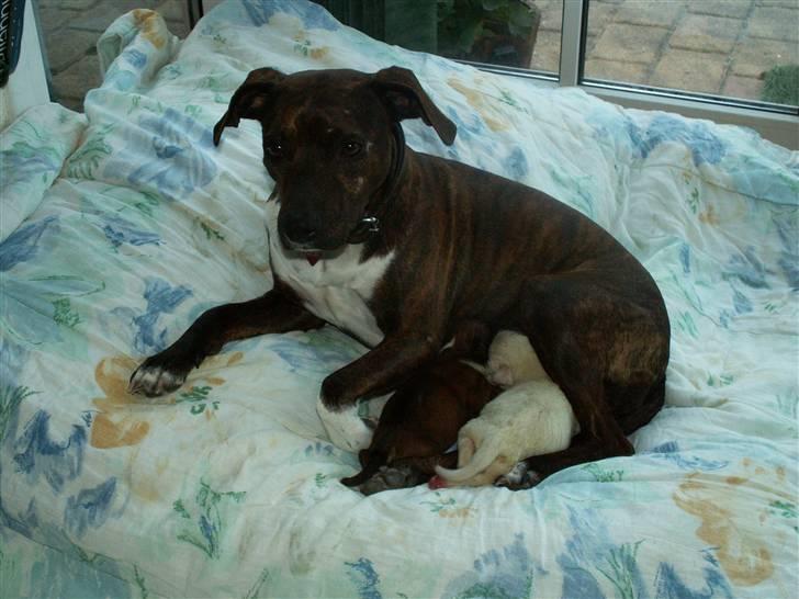 Ida og boxerhvalpe billede 9