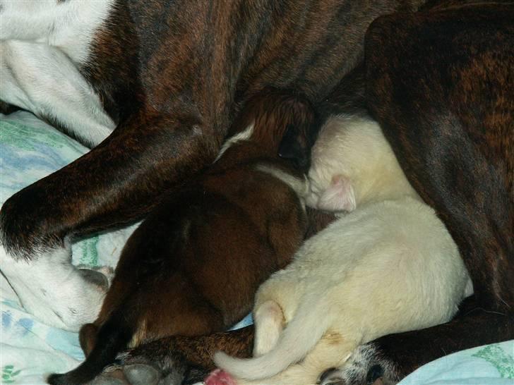 Ida og boxerhvalpe billede 1