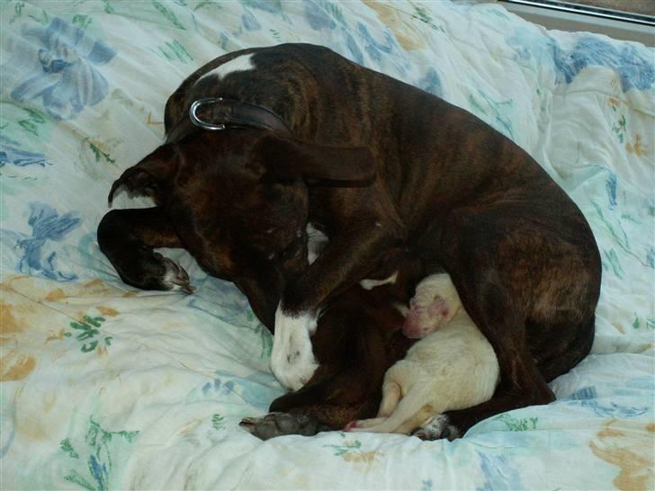 Ida og boxerhvalpe billede 6