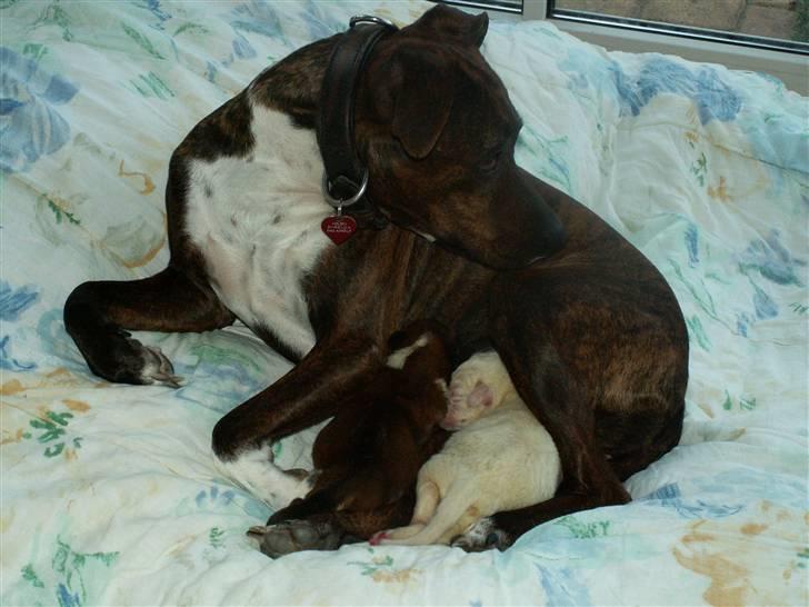 Ida og boxerhvalpe billede 5