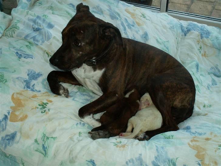 Ida og boxerhvalpe billede 4