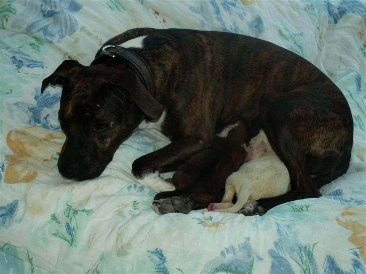 Ida og boxerhvalpe billede 2