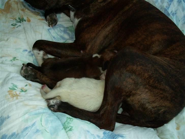 Ida og boxerhvalpe billede 3