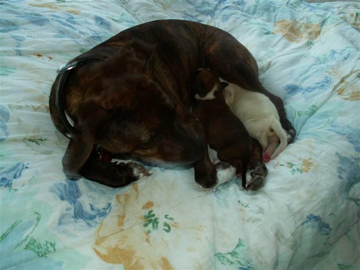 Ida og boxerhvalpe billede 7