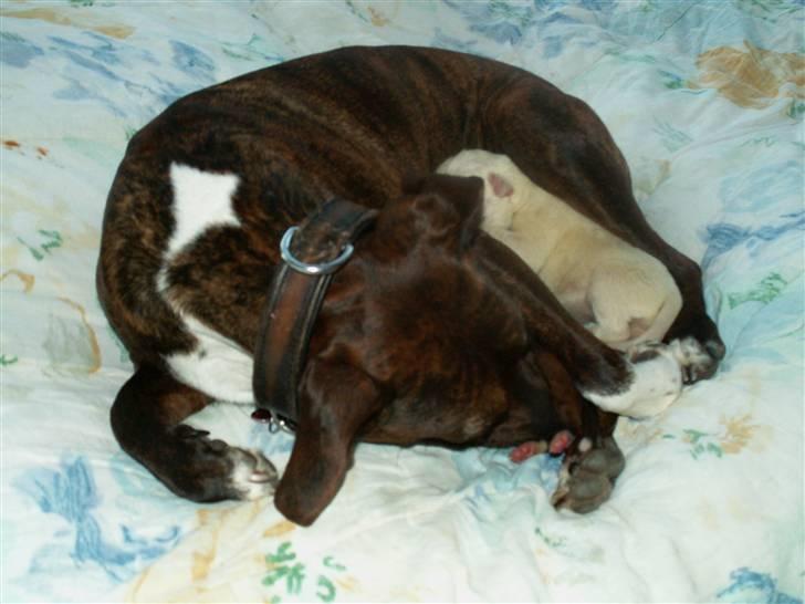 Ida og boxerhvalpe billede 8