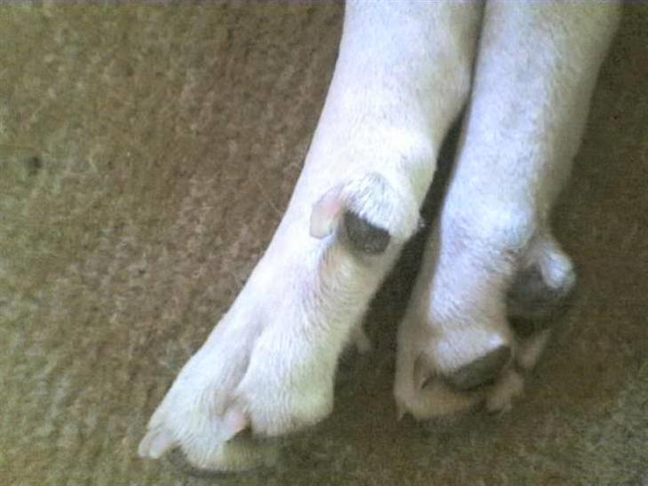 {{currentPhoto.altText}} billede {{currentPhoto.number}}