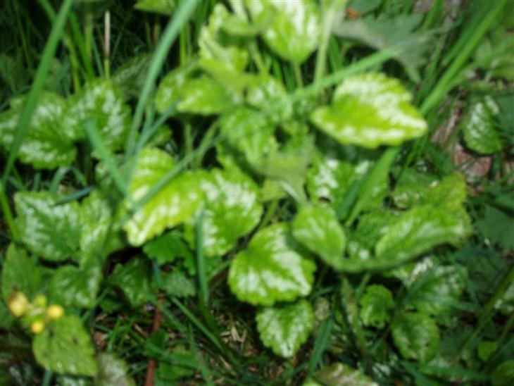 Bund planter Sidsel billede 0