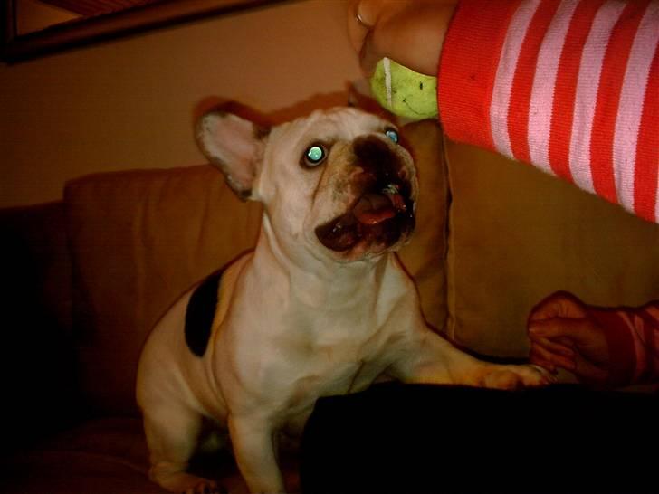 Min mor og far - Vores aller bedste lege kammerat i hele verden billede 2