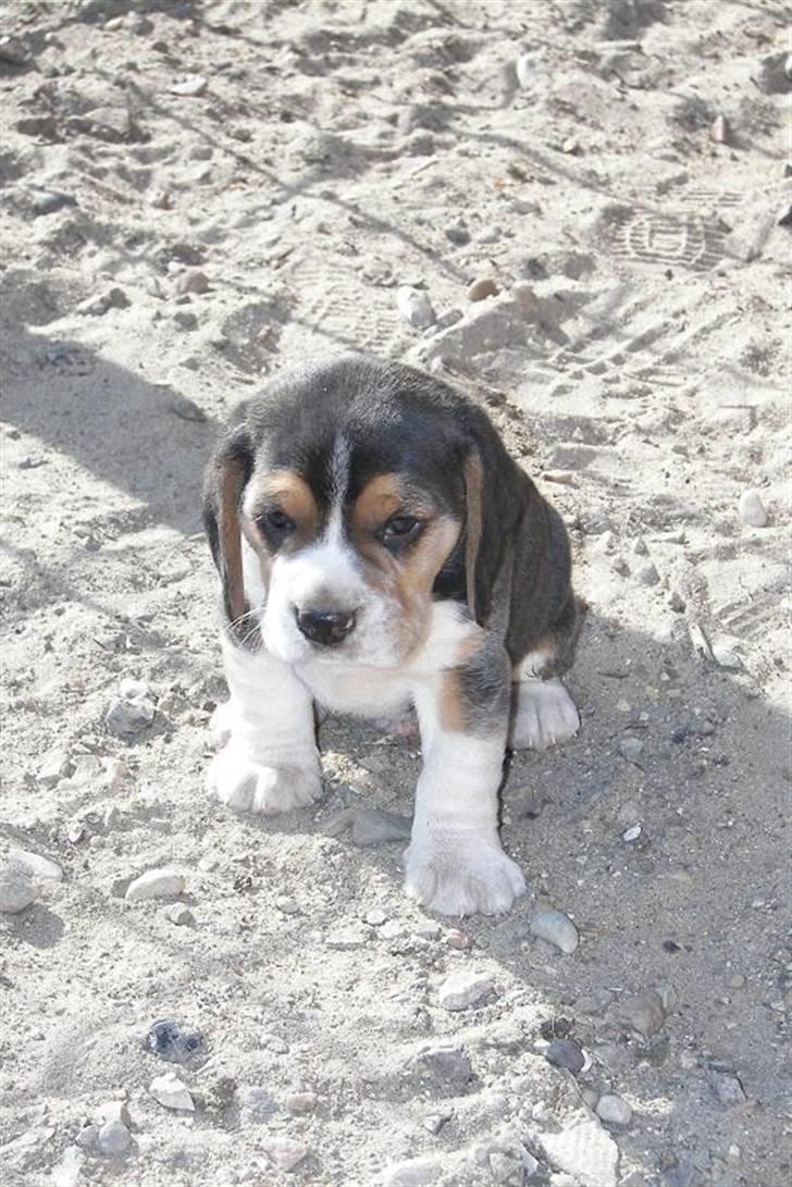 Beagle hvalpe 2008 billede 1