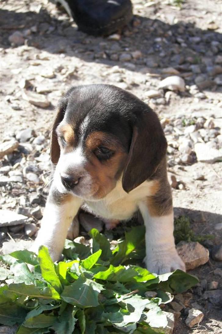 Beagle hvalpe 2008 billede 2