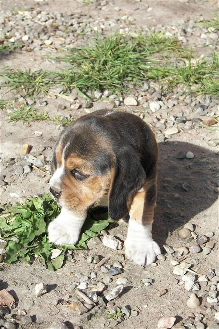 Beagle hvalpe 2008 billede 3