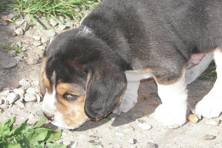 Beagle hvalpe 2008 billede 4