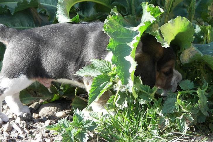 Beagle hvalpe 2008 - Leger gemmeleg :O) billede 5