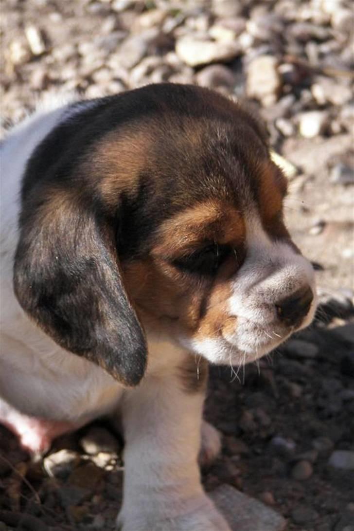 Beagle hvalpe 2008 billede 6