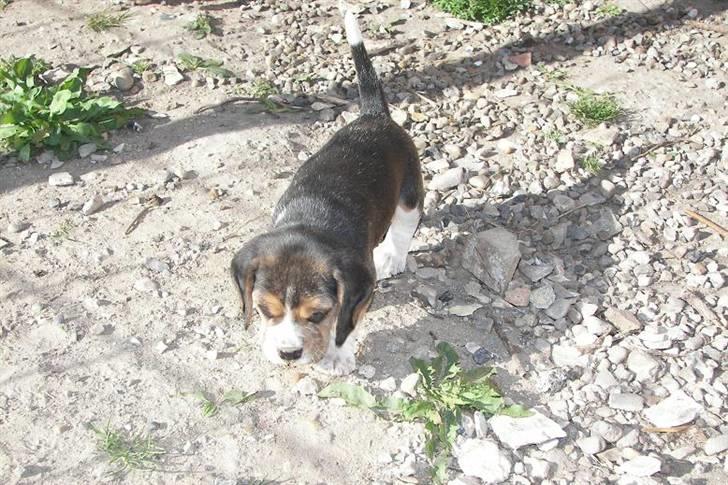 Beagle hvalpe 2008 billede 7