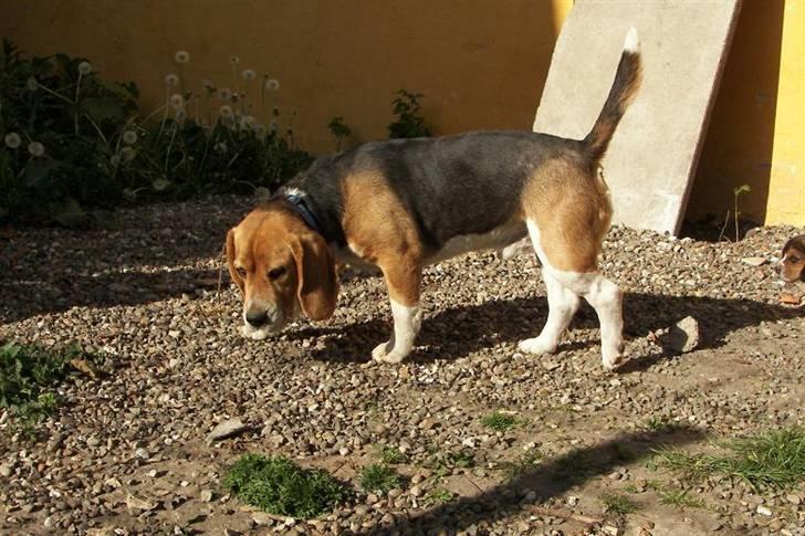 Beagle hvalpe 2008 - Far bob billede 8