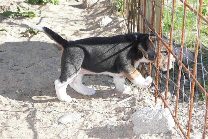 Beagle hvalpe 2008 - Hmm hva mon er derude?? billede 9
