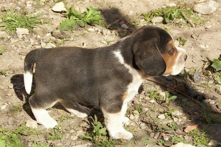 Beagle hvalpe 2008 billede 10
