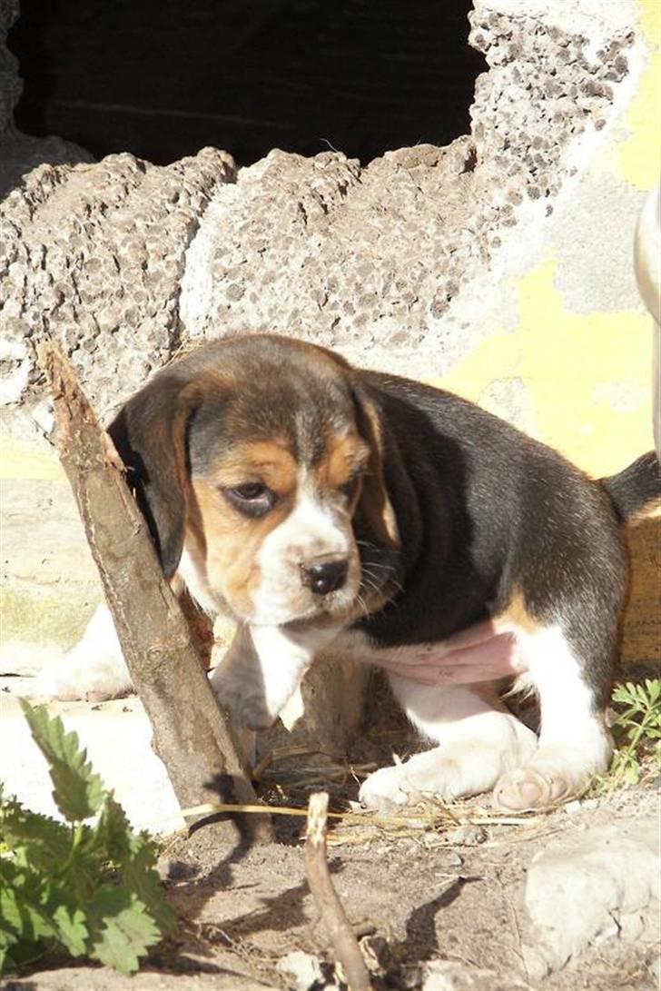 Beagle hvalpe 2008 billede 11
