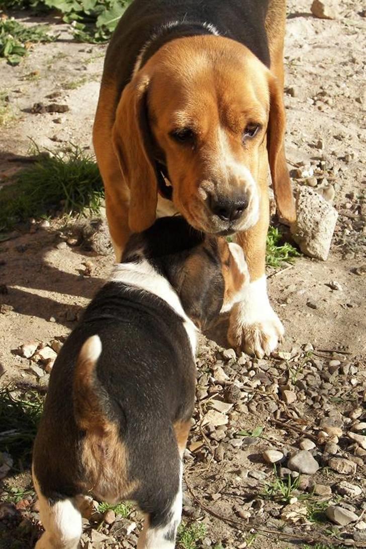 Beagle hvalpe 2008 - Mor mille billede 12