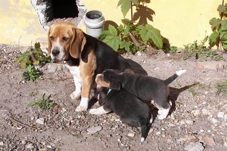 Beagle hvalpe 2008 - Spisetid :O) billede 13