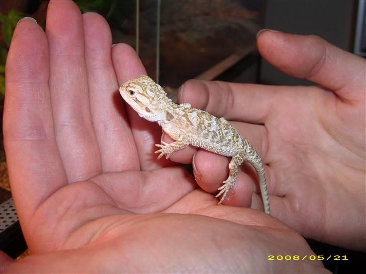 Vores dværg skægagame - Her er alfred så lige kommet hjem billede 1