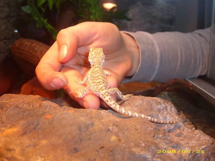 Vores dværg skægagame - Alfred sættes ind i terrariet billede 2