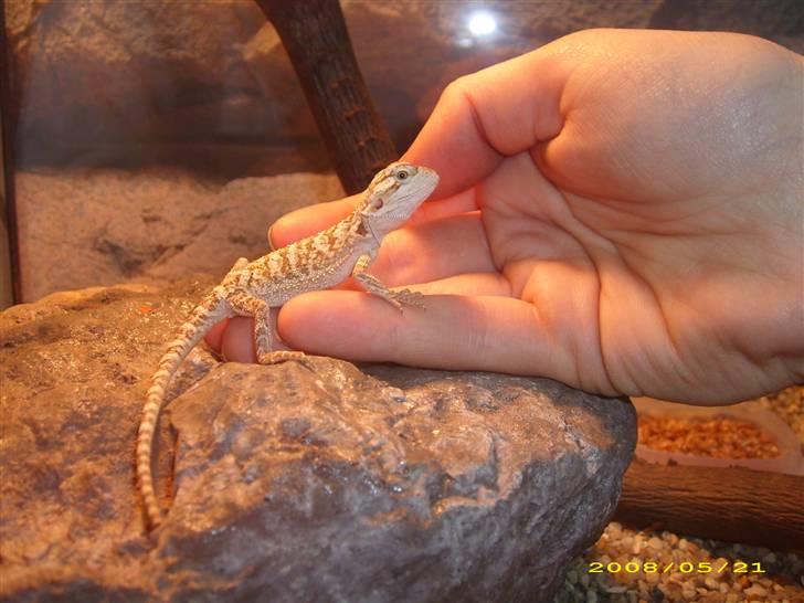 Vores dværg skægagame - Alfred vil så helst blive siddende billede 3