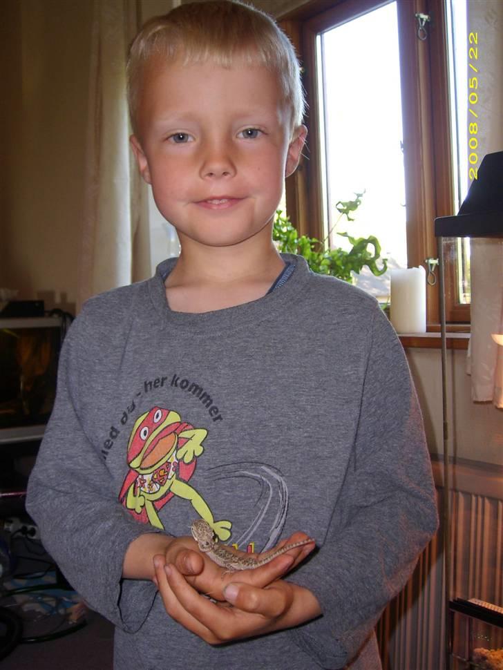 Vores dværg skægagame - En meget stolt ejer viser sit nye kæledyr frem billede 4
