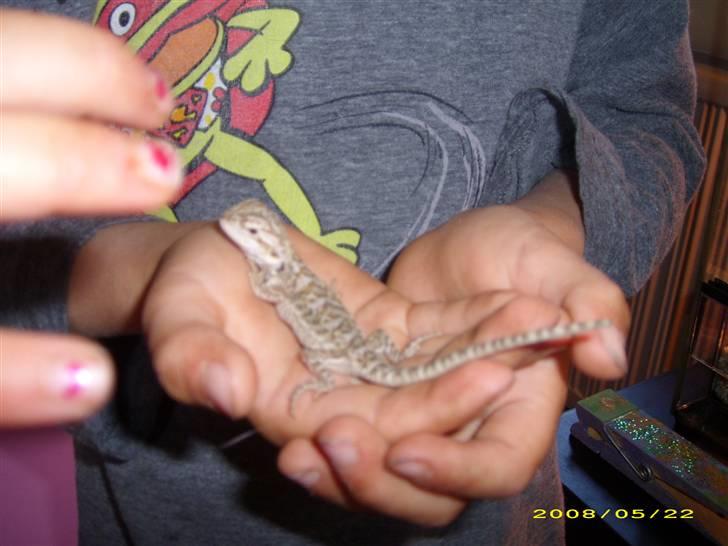 Vores dværg skægagame - Så et nærbilled billede 5