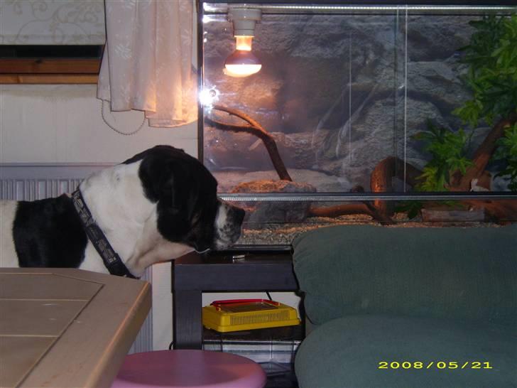 Vores dværg skægagame - Molly opdager alfred billede 6