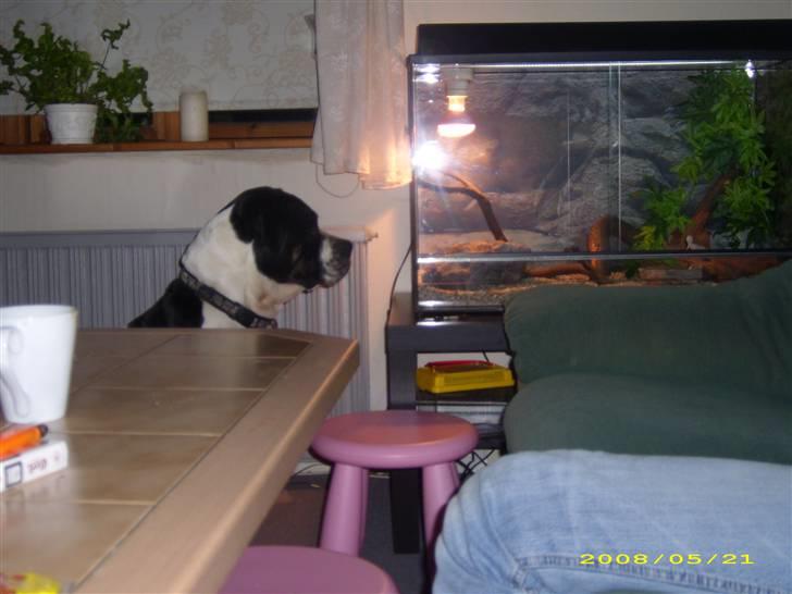 Vores dværg skægagame - Molly sad 20 min. og kiggede på den underlige skabning bag glasvæggen billede 7