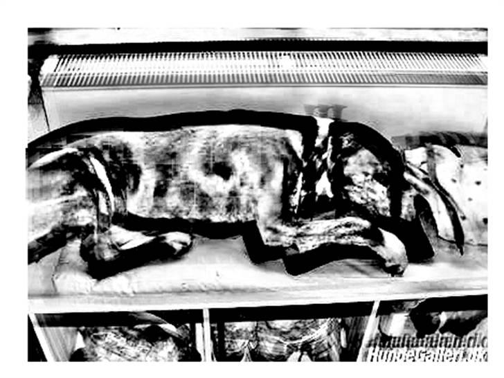 Tegninger :-) - Shiva - Syns selv de blev bedst af Teaka :-) billede 5