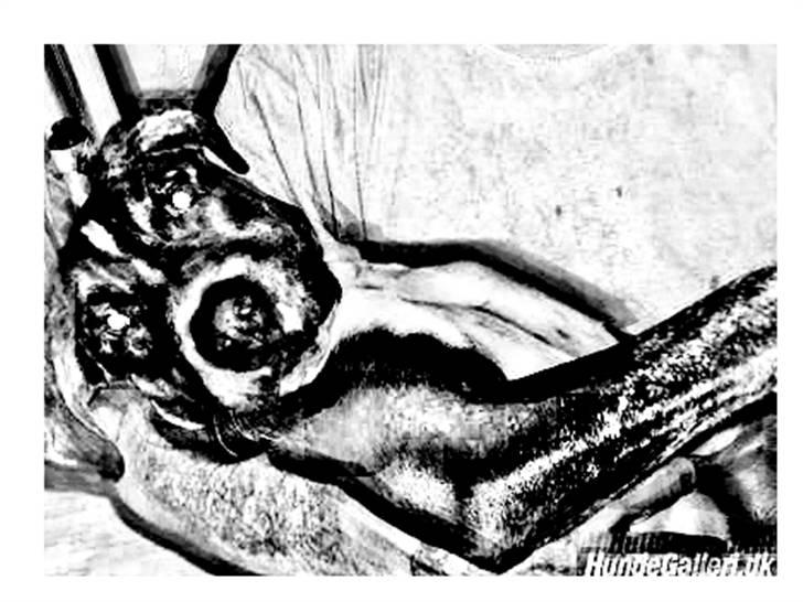 Tegninger :-) - Shiva billede 8