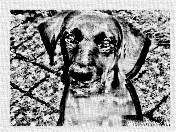 Tegninger :-) - Jeaci - Sorte hunde blir åbenbart desværre ikke så gode. Men lækker det er hun nu stadigvæk :-D billede 11