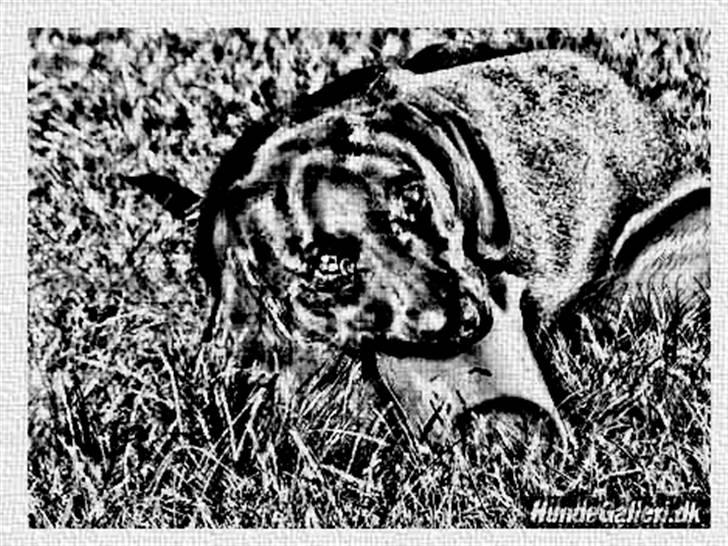 Tegninger :-) - Jeaci billede 12