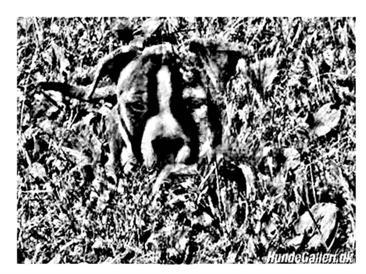 Tegninger :-) - Ludwig billede 17