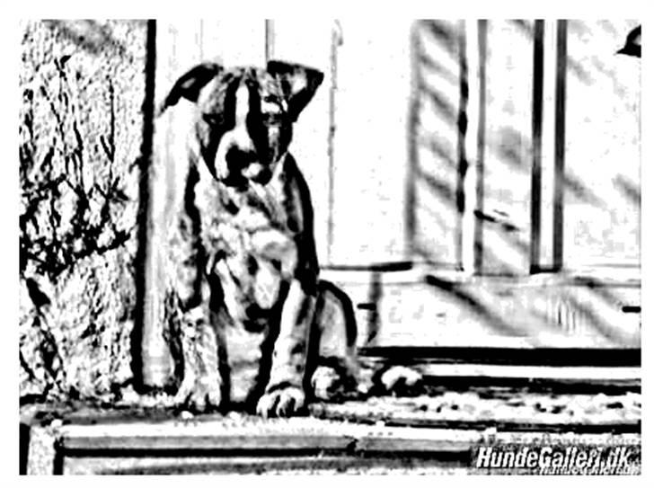 Tegninger :-) - Ludwig billede 18