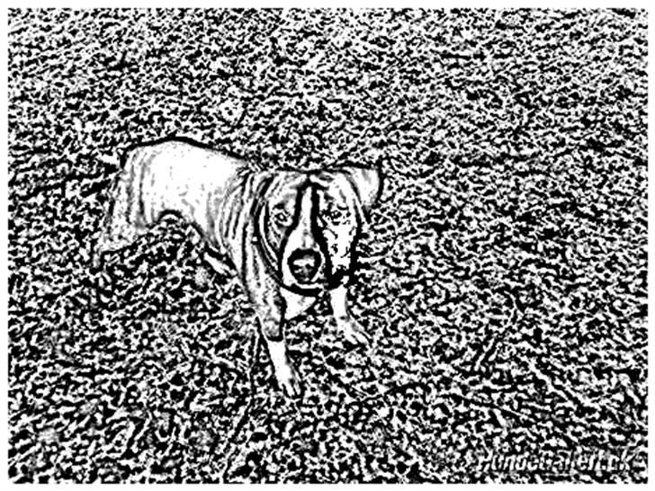 Tegninger :-) - Ludwig billede 19