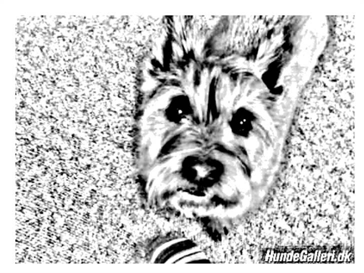 Tegninger :-) - Bonzo billede 23