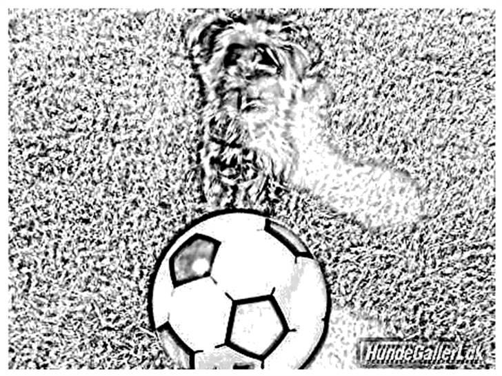 Tegninger :-) - Chilli - det blev desværre ikke så godt - så lavede 1 mere også :-) billede 24