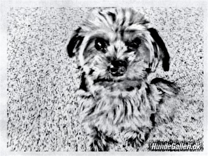 Tegninger :-) - Chilli billede 25