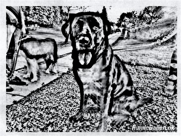 Tegninger :-) - Molly billede 26