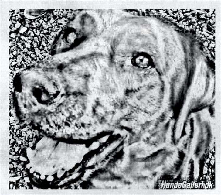 Tegninger :-) - Molly billede 27