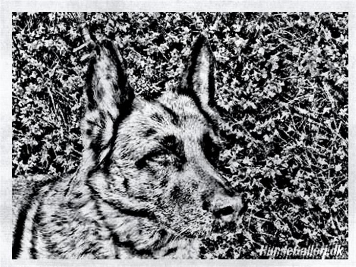 Tegninger :-) - Nathja - piin :-) billede 28