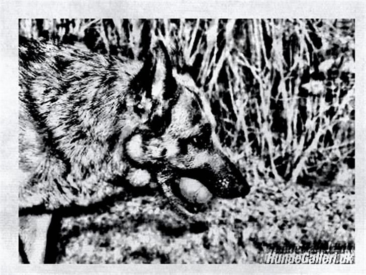 Tegninger :-) - Nathja billede 32