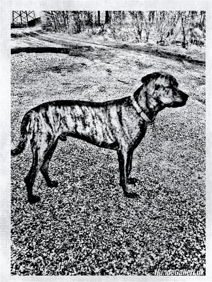 Tegninger :-) - Tyson billede 34