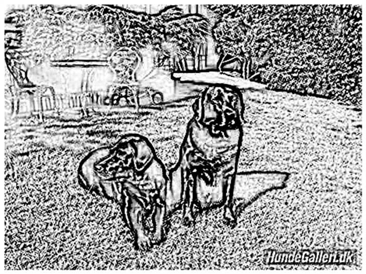 Tegninger :-) - Blackie og Lotus :-) Nuttet :-D billede 46